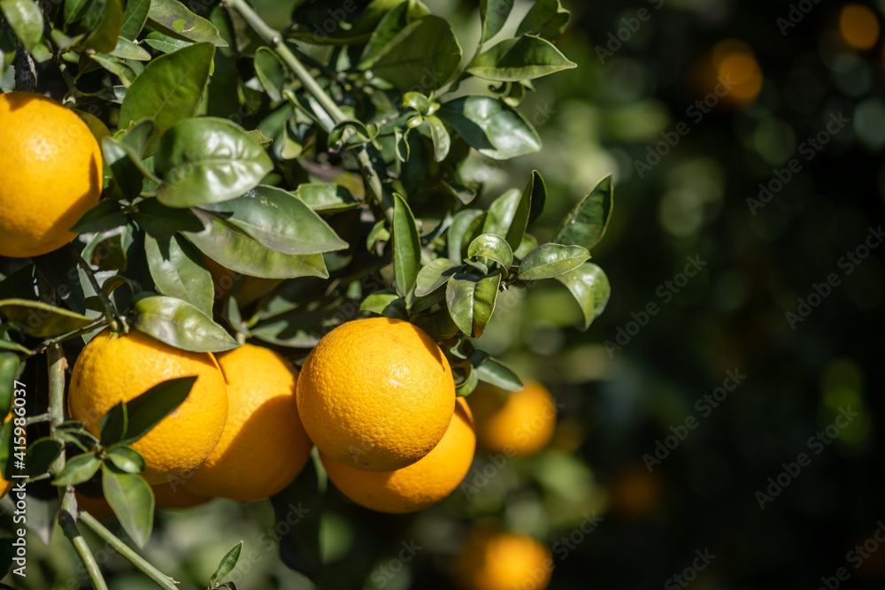 Macro shot of yellow oranges growing on a green branch