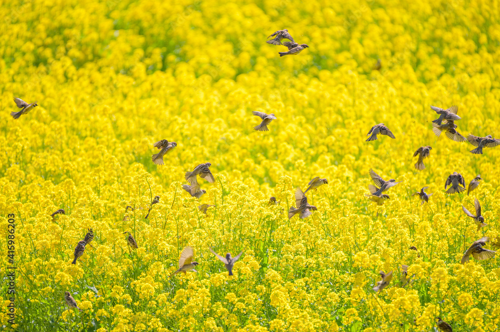 Obraz premium スズメの群れ