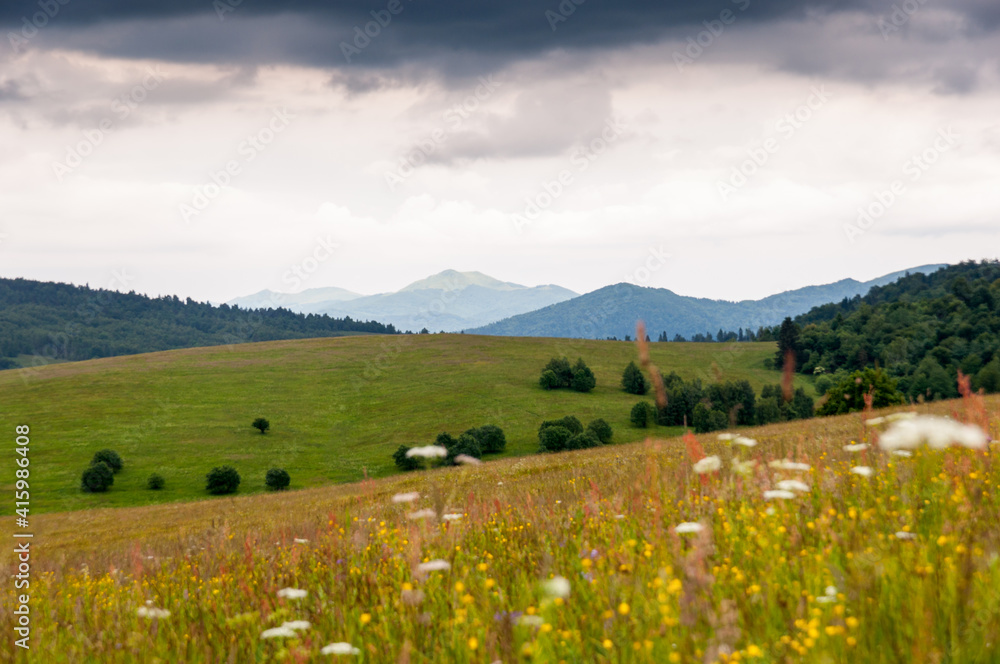 Storczyk kwitnący na Bieszczadzkiej łące, widok na połoniny, Bieszczady, Karpaty