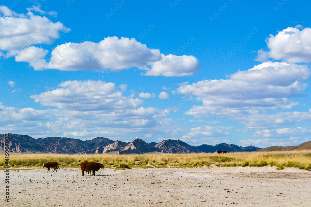 【モンゴル】広い空の下に牛がいる景色