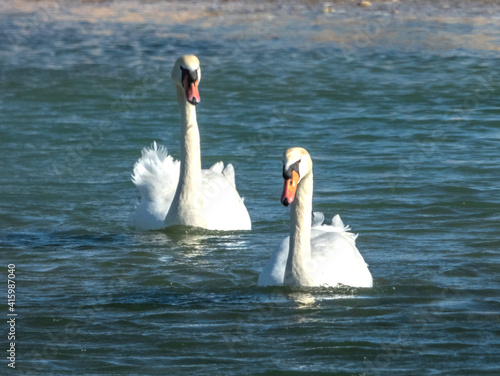 Couple de cygnes tubercul  s sur un lac