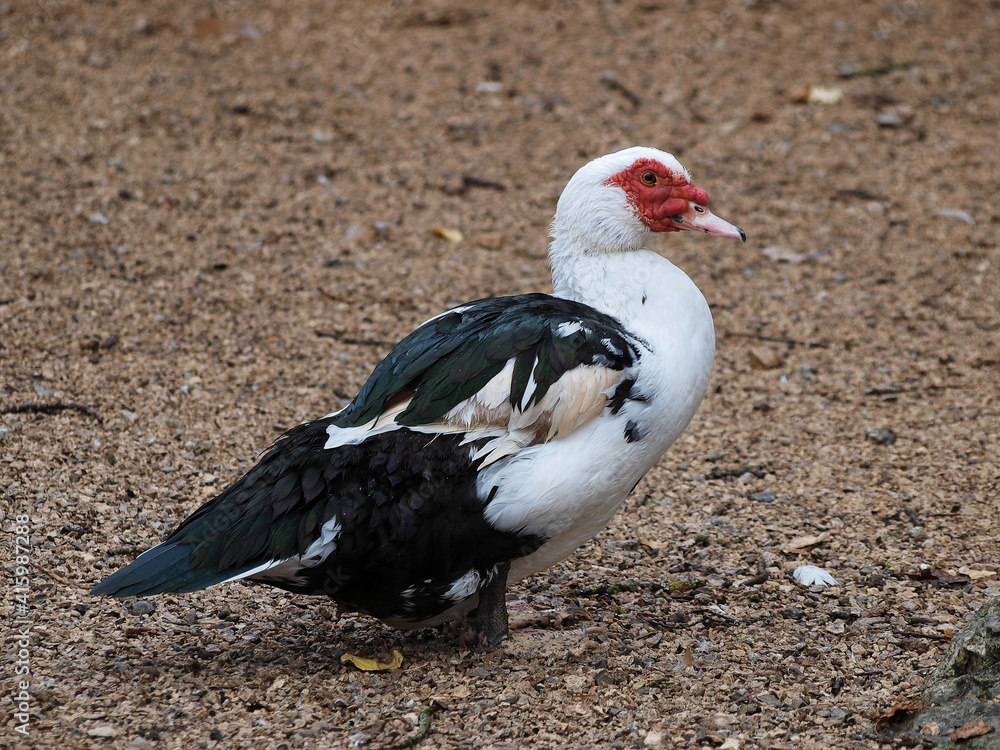 (Cairina moschata) Canard de Barbarie, poitrine blanche, flancs et ailes noir à reflet vert face dotée de caroncules rouges (Cairina moschata) Canard de Barbarie, poitrine blanche, flancs et ailes noir à reflet vert face dotée de caroncules rouges