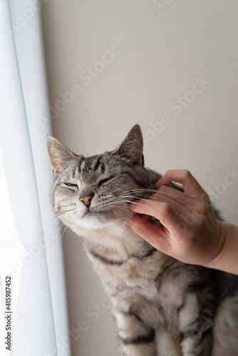 猫を触る サバトラ猫