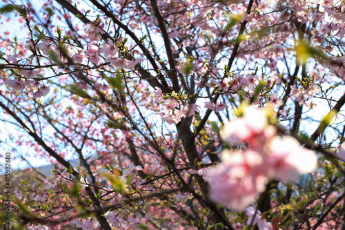 Wallpaper Mural 春の訪れ Torontodigital.ca