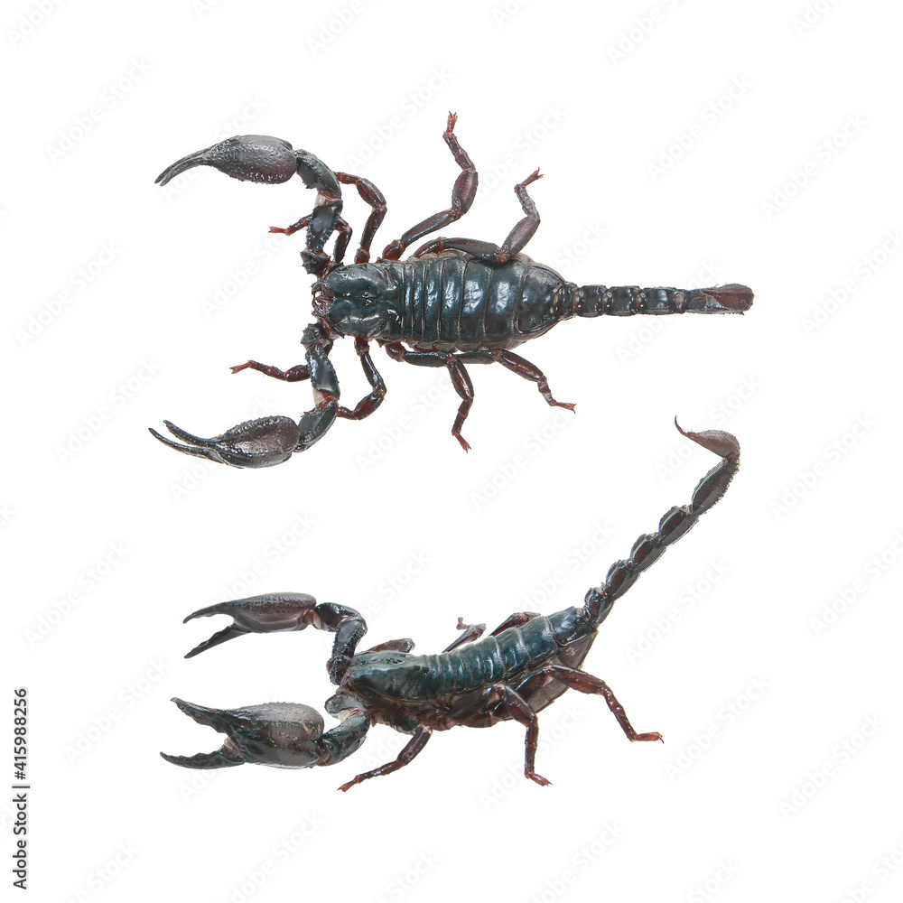 Scorpion on white background with clipping path Scorpion on white background with clipping path
