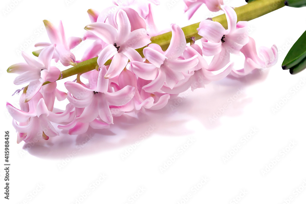 On an isolated white background tender pink branch of a hyacinth flower