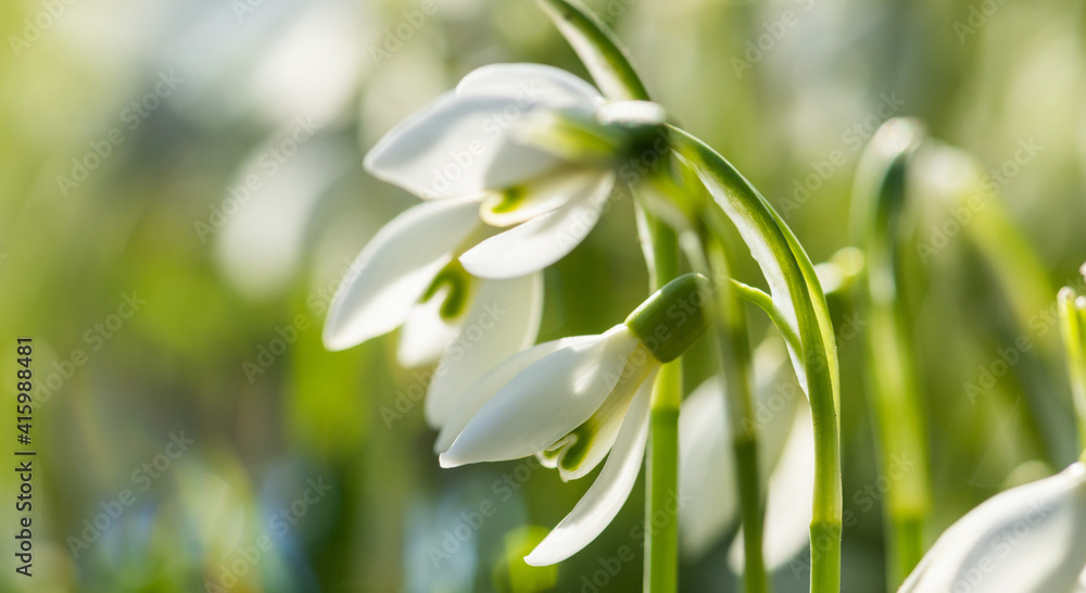 zarte Frühlingsboten blühen im Garten, Schneeglöckchen als Symbol für den Vorfrühling. zarte Frühlingsboten blühen im Garten, Schneeglöckchen als Symbol für den Vorfrühling.