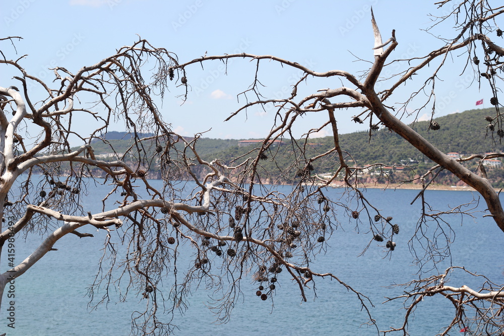 branches of a tree branches of a tree