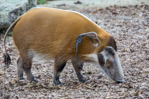 The red river hog (Potamochoerus porcus) is a wild member of the pig family living in Africa, with most of its distribution in the Guinean and Congolian forests.