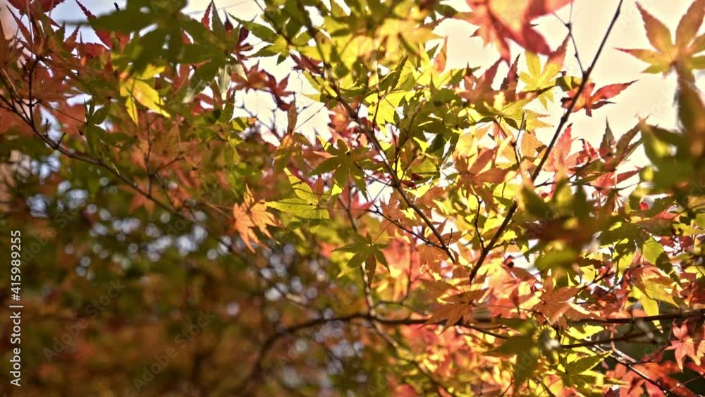 Vibrant Leaves Of The Japanese Maple Tree At Daytime During Fall Season. close up