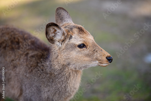 Fototapeta Naklejka Na Ścianę i Meble -  奈良の鹿