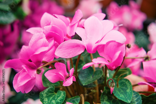 Cyclamen is a genus of 23 species of perennial flowering plants in the family Primulaceae. Cyclamen species are native to Europe and the Mediterranean Basin east to Iran, with one species in Somalia