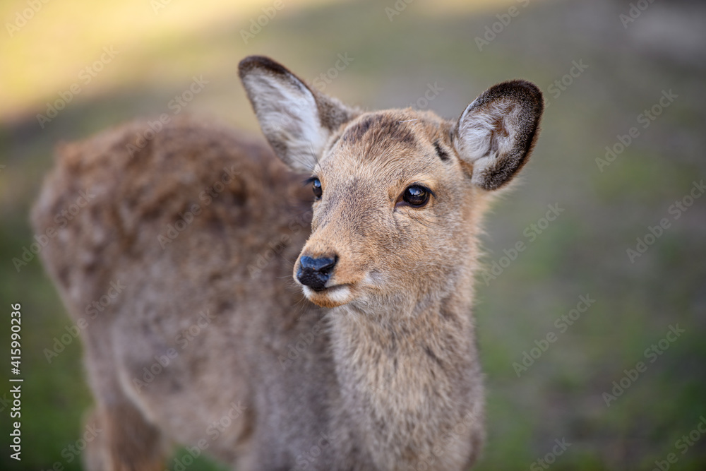 Fototapeta premium 奈良の鹿