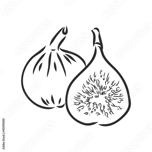 Figs. Realistic vector illustration of plant. Fruit of fig tree isolated on white background. Vintage black and white hand drawing. Decoration for the menu and kitchen design.