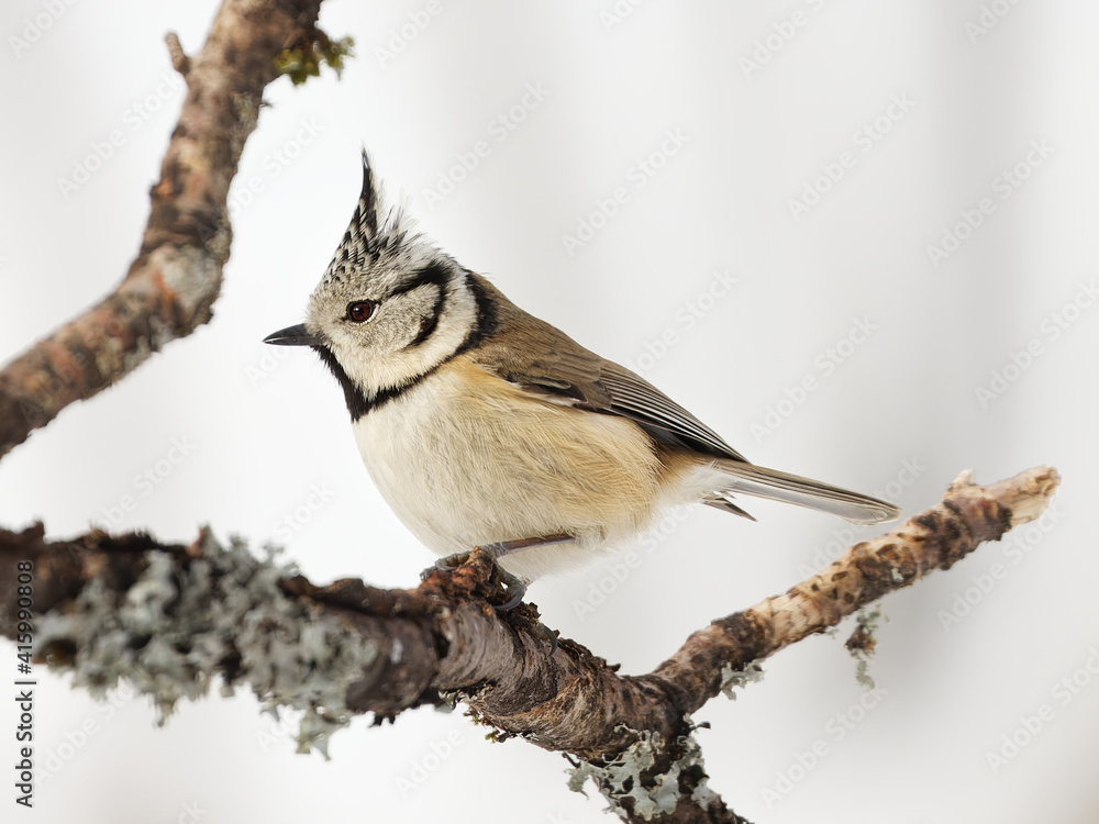 Obraz premium mésange huppée