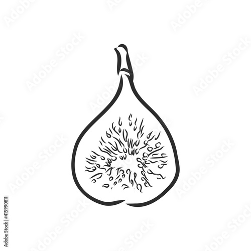 Figs. Realistic vector illustration of plant. Fruit of fig tree isolated on white background. Vintage black and white hand drawing. Decoration for the menu and kitchen design. Vegetarian food.