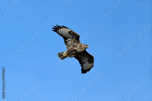 fliegender Mäusebussard (Buteo buteo) // flying Common Buzzard (Buteo buteo) photo