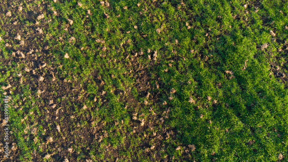 Aerial view of meadow in autumn