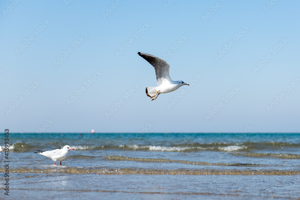 two seagulls by the sea