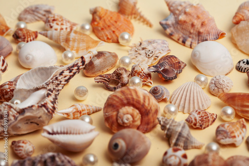 a lot of different empty sea shells on yellow background, macro details