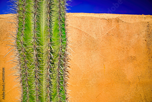 Prickly cactus plant with large spines in Borrego Springs, CA against an orange wall photo