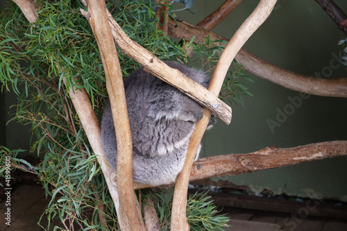 Canvas Print koala on tree