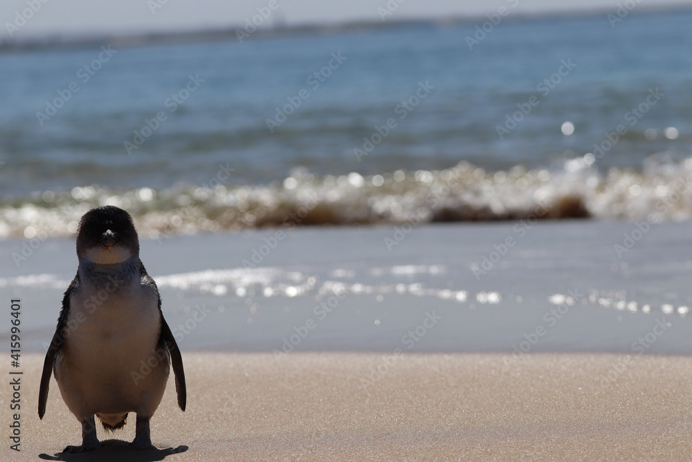 Fototapeta premium penguin on the beach