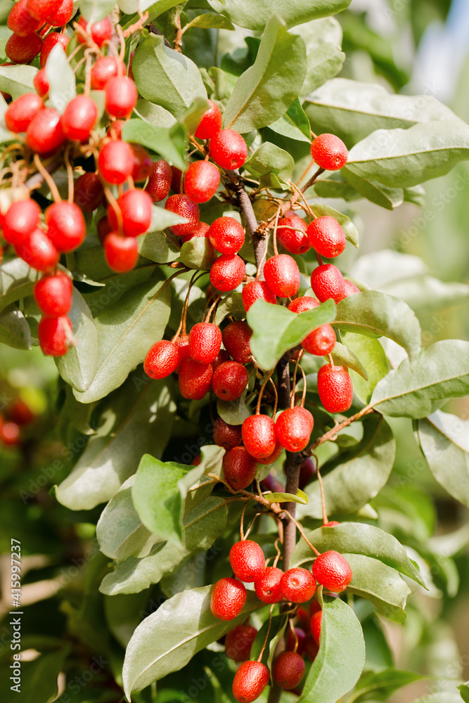 Obraz premium juicy gumy berries on a bush in the garden