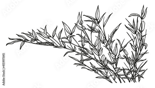 Decorative black outlines of bamboo leaves. Plants drawn with ink and pen. Beautiful sketches of branches. Natural objects in ink.
