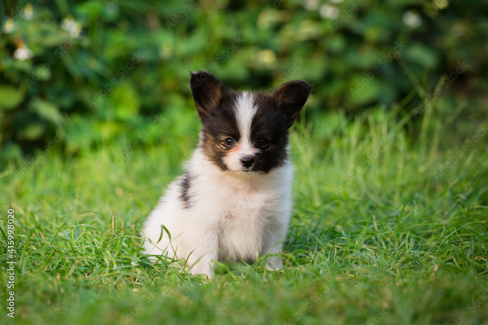 little puppy of papillon breed on the green grass little puppy of papillon breed on the green grass