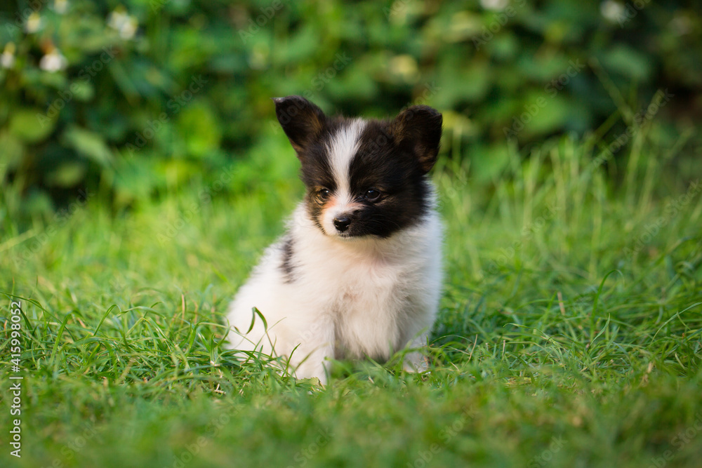 Beautiful puppy of papillon breed on the green grass Beautiful puppy of papillon breed on the green grass