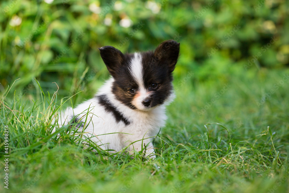 little puppy on the green grass