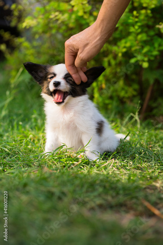 Hand stroking a puppy