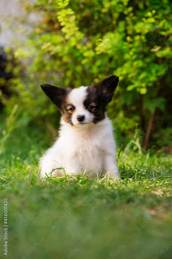 Portrait of a cute doggy on the grass