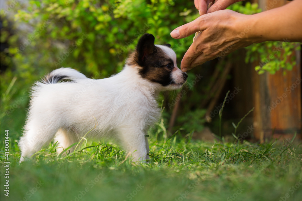 Puppy playing with hand