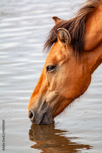 Cheval de race Henson buvant dans le marais 