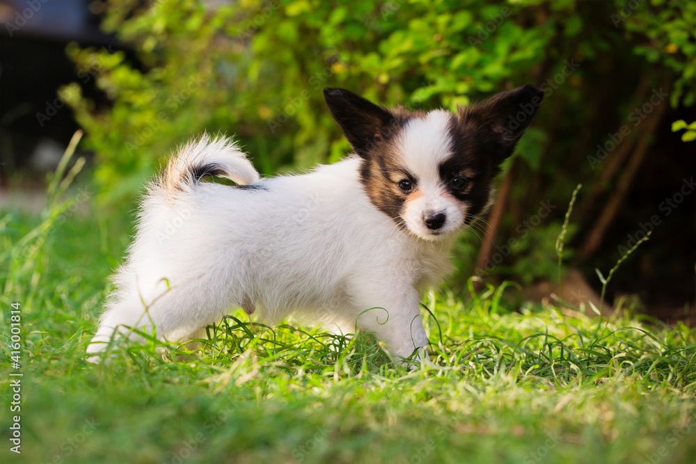 Little cute pet playing on the lawn in the garden Little cute pet playing on the lawn in the garden