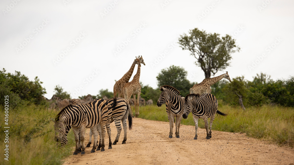 Obraz premium Zebras and giraffes in the wild