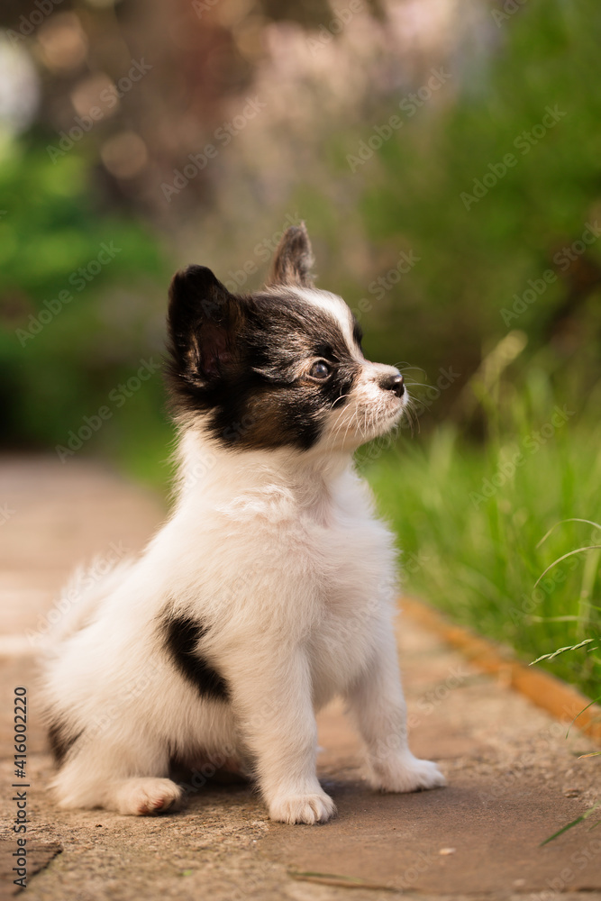Little cute pet in the sun Little cute pet in the sun