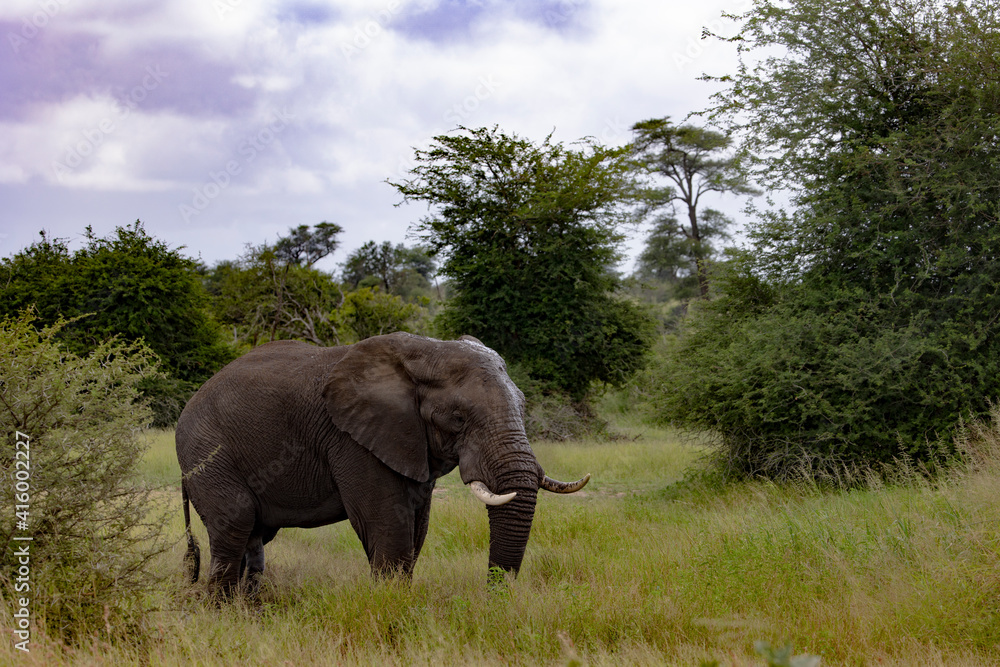 Big bull African elephant in Kruger