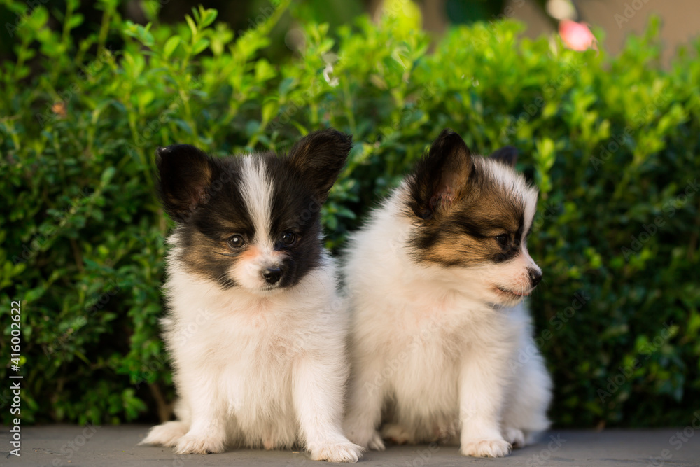 Two cute puppies in the garden