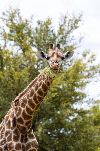 a Giraffe feeding on a bush