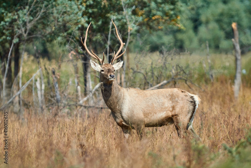 The Bactrian deer (Cervus elaphus bactrianus)The Bactrian deer, also called the Bukhara deer, Bokhara deer, or Bactrian wapiti, is a lowland subspecies of red deer native to Central Asia. 
