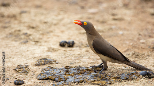 Red-billed oxpecker on the ground