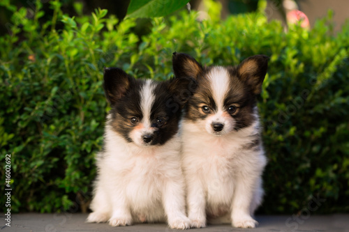 Cute puppies of papillon breed