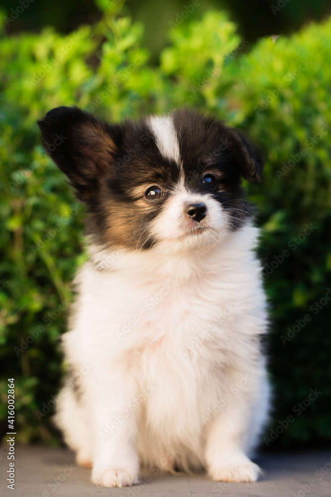 Portrait of a small puppy on a background of green bushes Portrait of a small puppy on a background of green bushes
