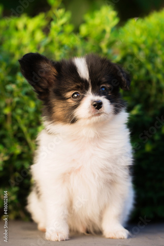 Portrait of a small puppy on a background of green bushes