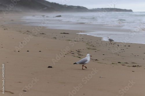 seagull on the beach