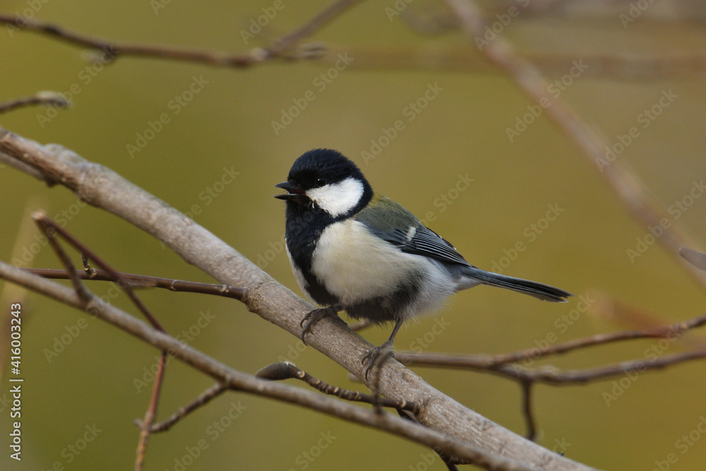 Fototapeta premium シジュウカラ