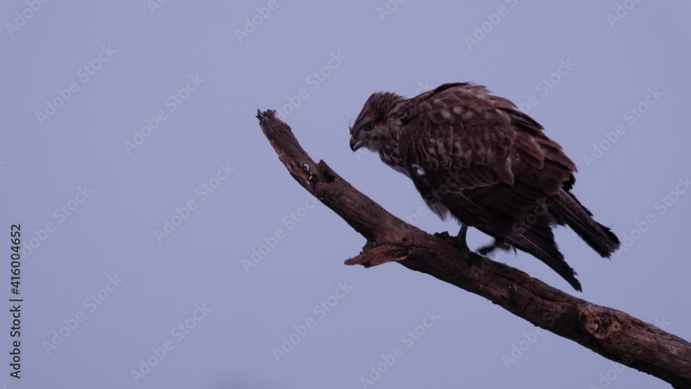 Common buzzard perching , birds of prey Common buzzard perching , birds of prey